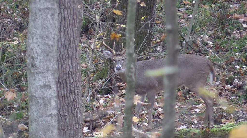 a hunter finds a deer in the woods