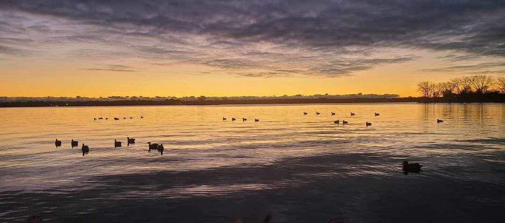 photo of waterfowl in the sunset