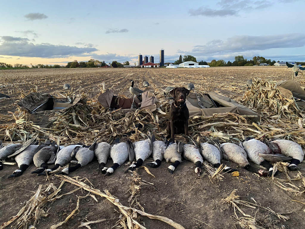 Best Setup Suggestions for Your Goose Blind - TideWe
