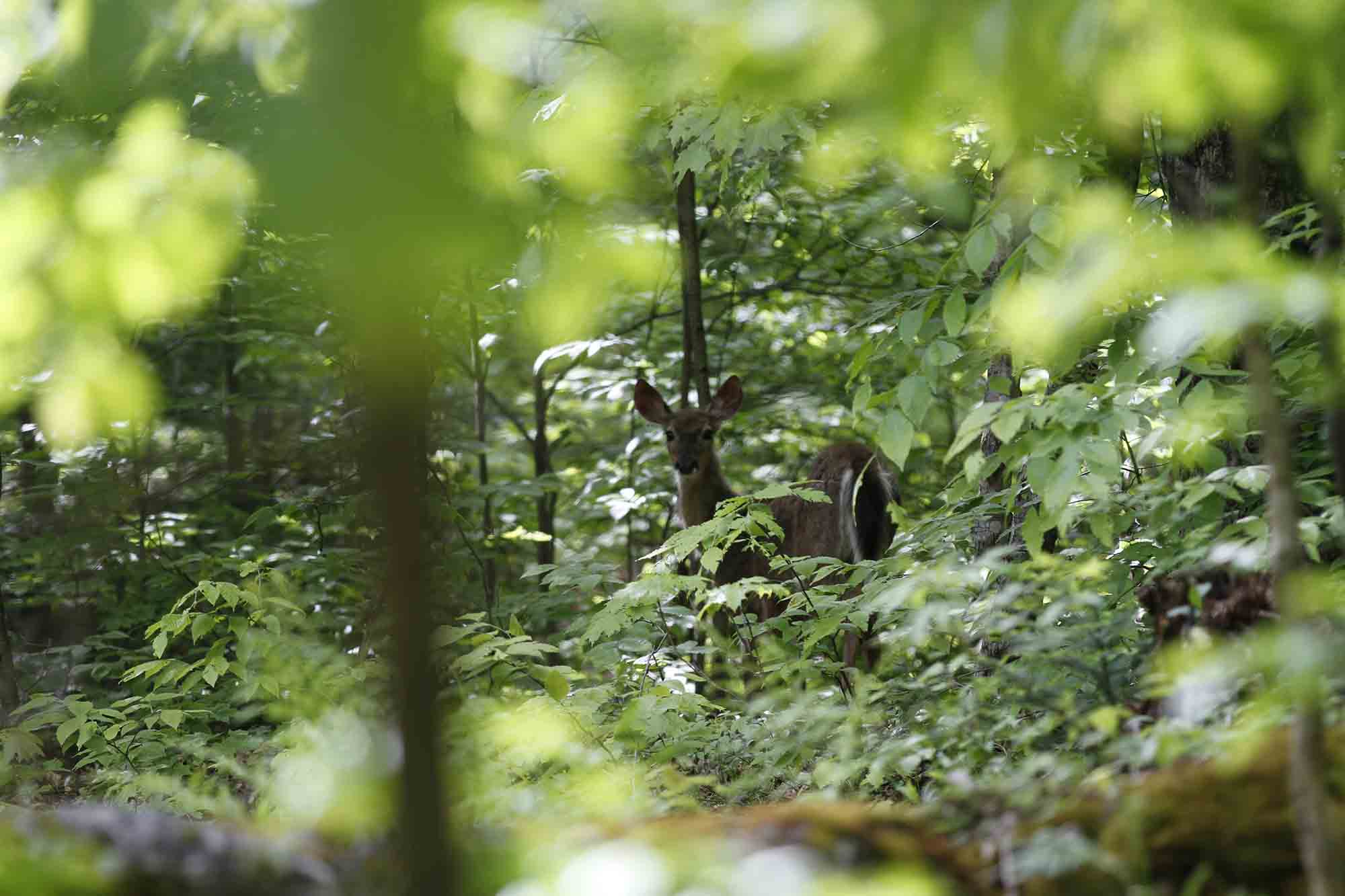 Deer Rest in the Wild