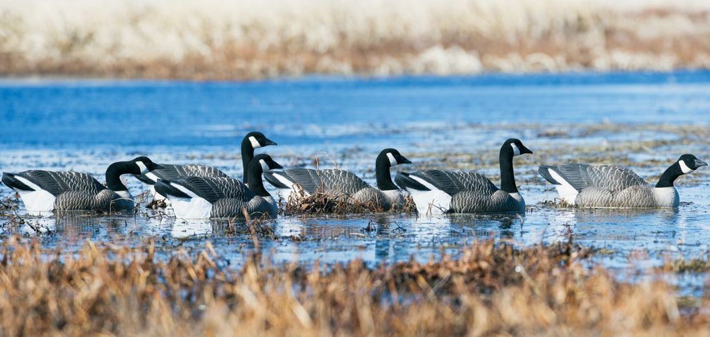 How to Set up Goose Decoys for the Best Success - TideWe