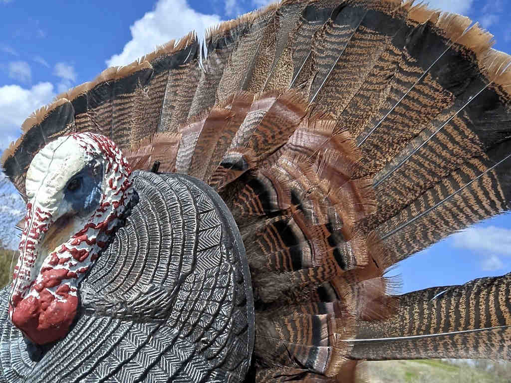 Should Shoot-N-Scoot Turkey Hunting Be Allowed