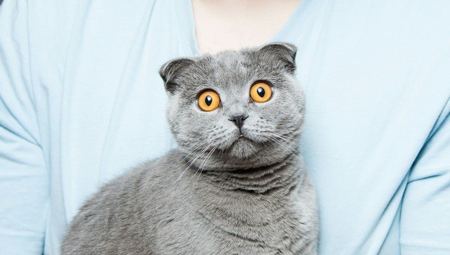 The Ultimate Guide to Using Blinds Without Alarming Deer - TideWe