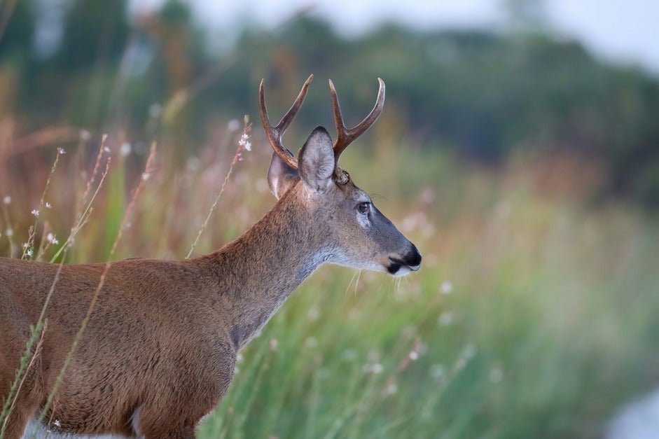 Whitetail Rut Phases for Successful Hunting - TideWe